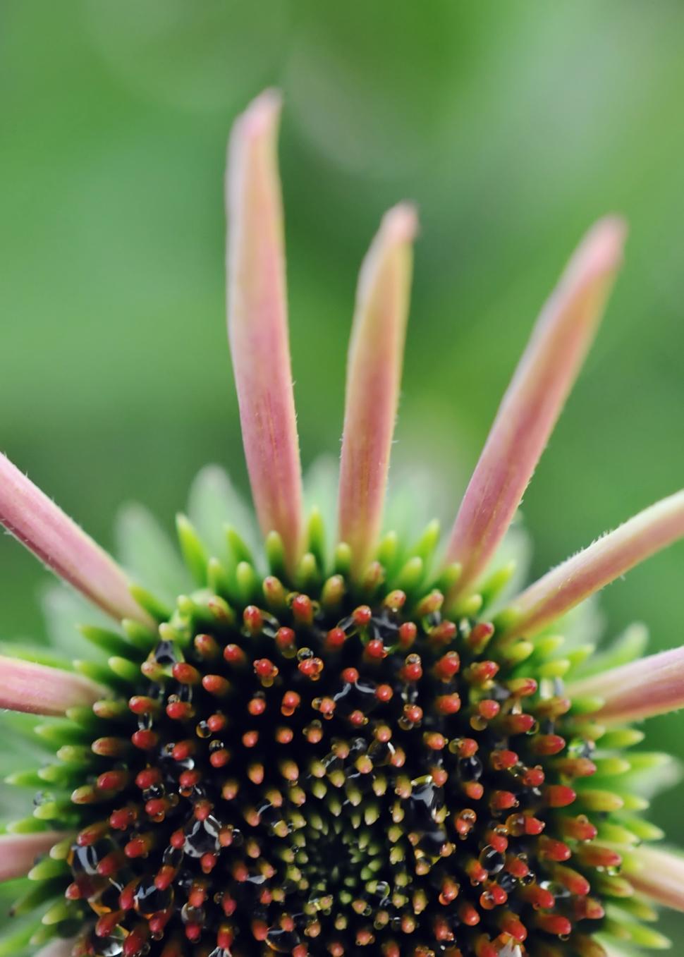 Free Image of Floral 