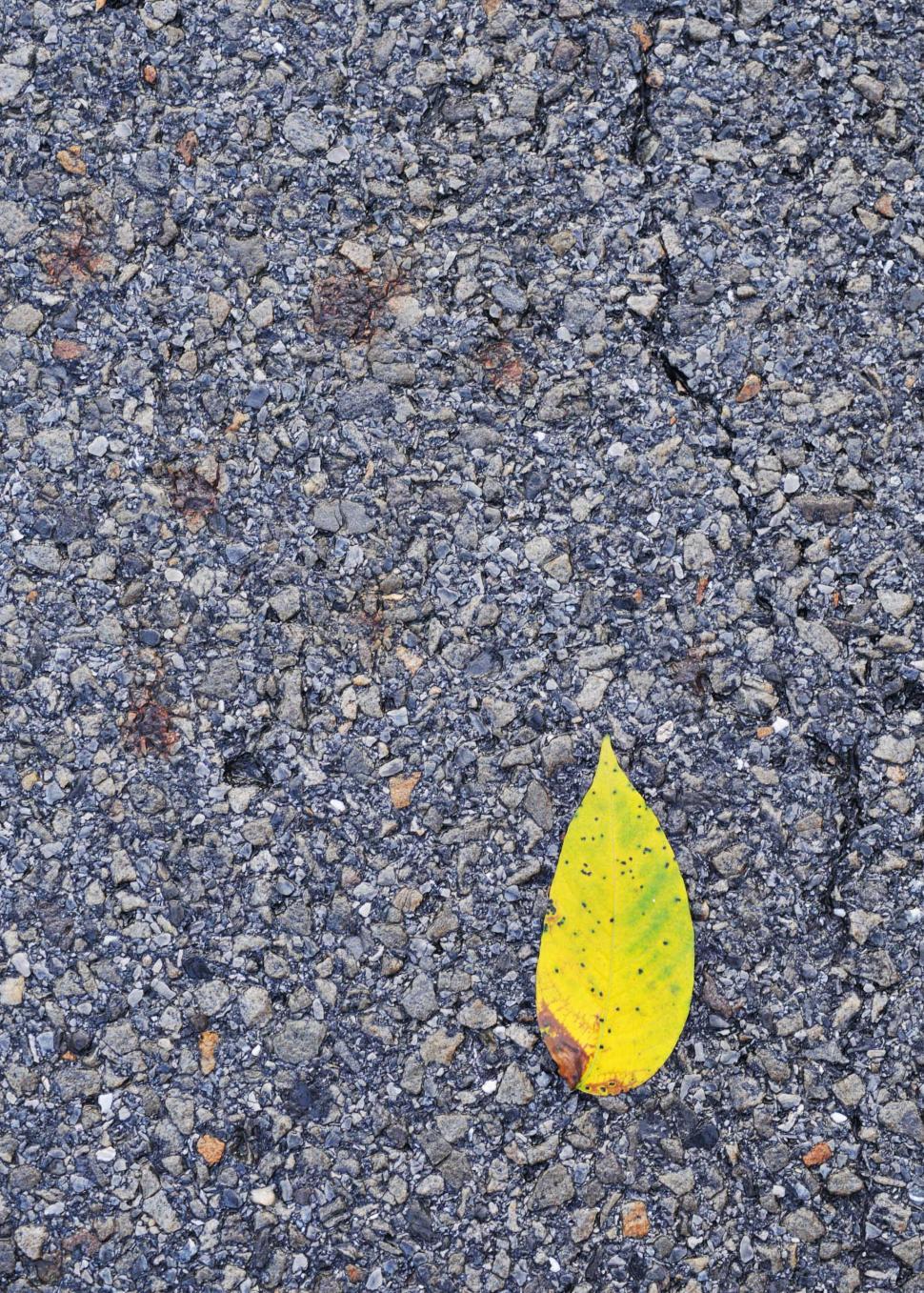 Free Image of Leaf 