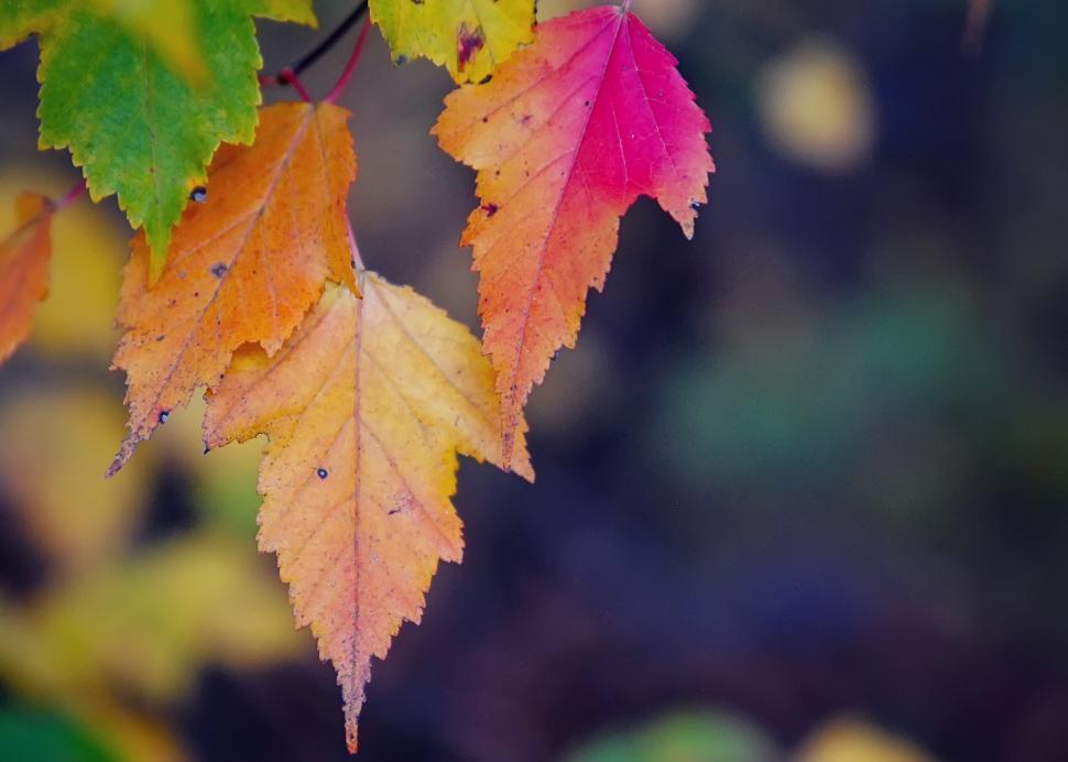Free Image of Leaves 