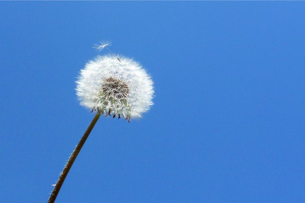 Free Image of Dandelion Seed Ball 