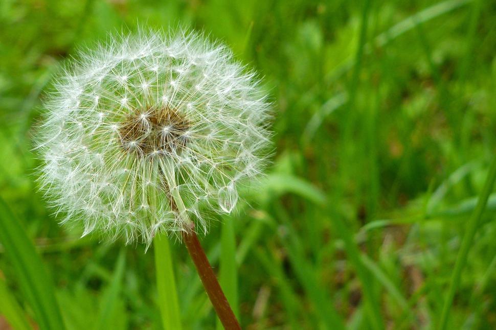 Free Image of Dandelion Seed Ball 