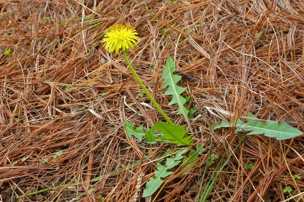 Free Image of Dandelion Plant 