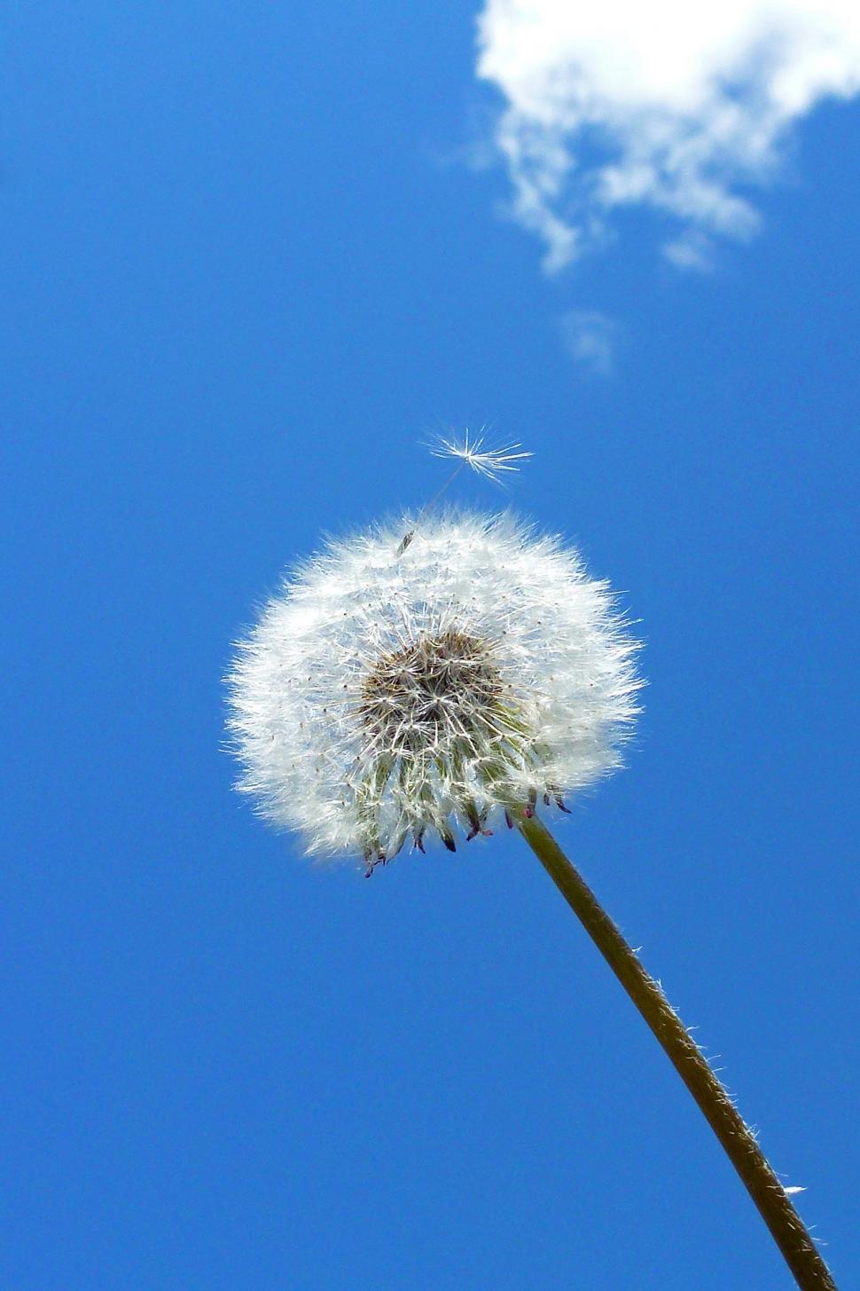 Free Image of Dandelion Seeds Agaist Blue Sky 