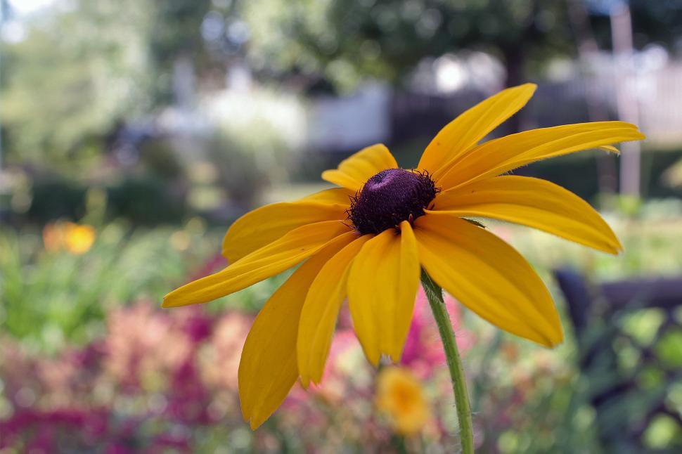 Free Image of Black Eyed Susan Flower 