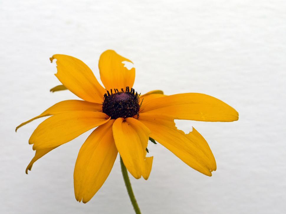 Free Image of Black Eyed Susan Flower On white Background 