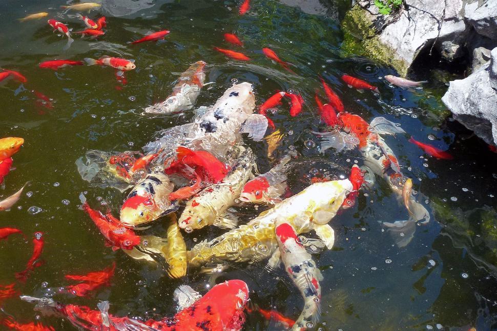 Free Image of Kois Gathering To Feed 