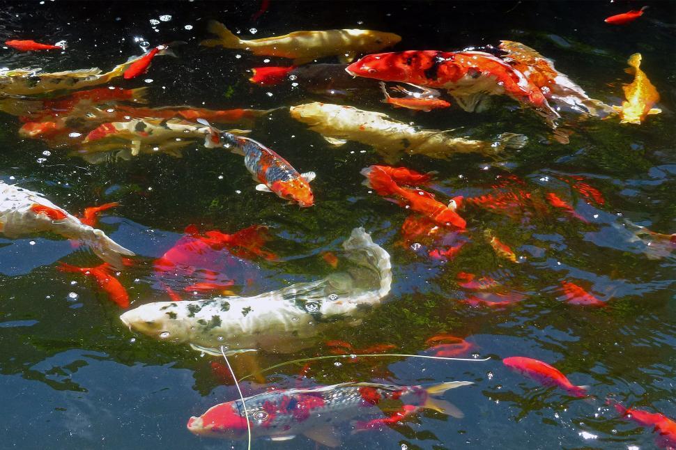 Free Image of Kois And Goldfish Swimming 