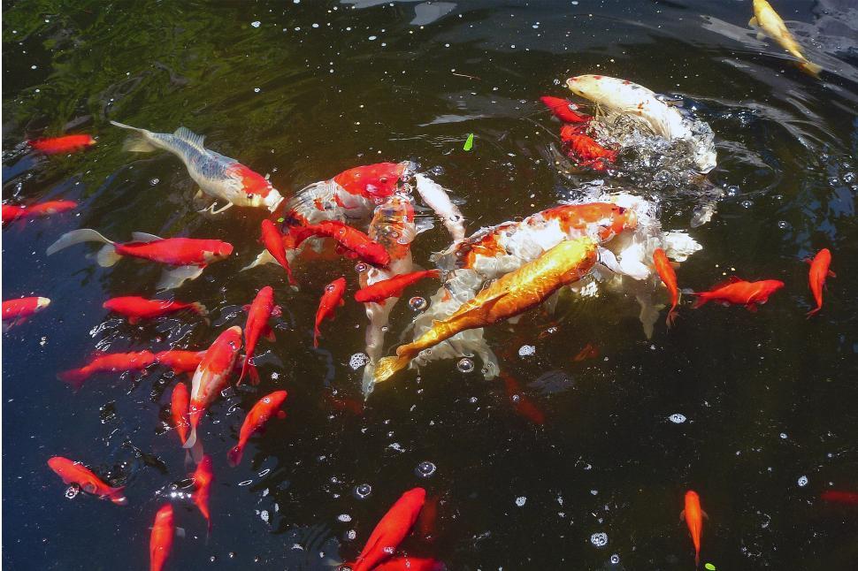 Free Image of Kois And Goldfish 