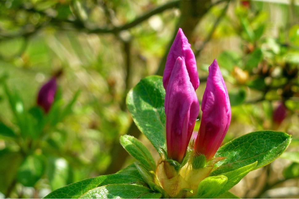 Free Image of A young immature unopened Azalea bloom 