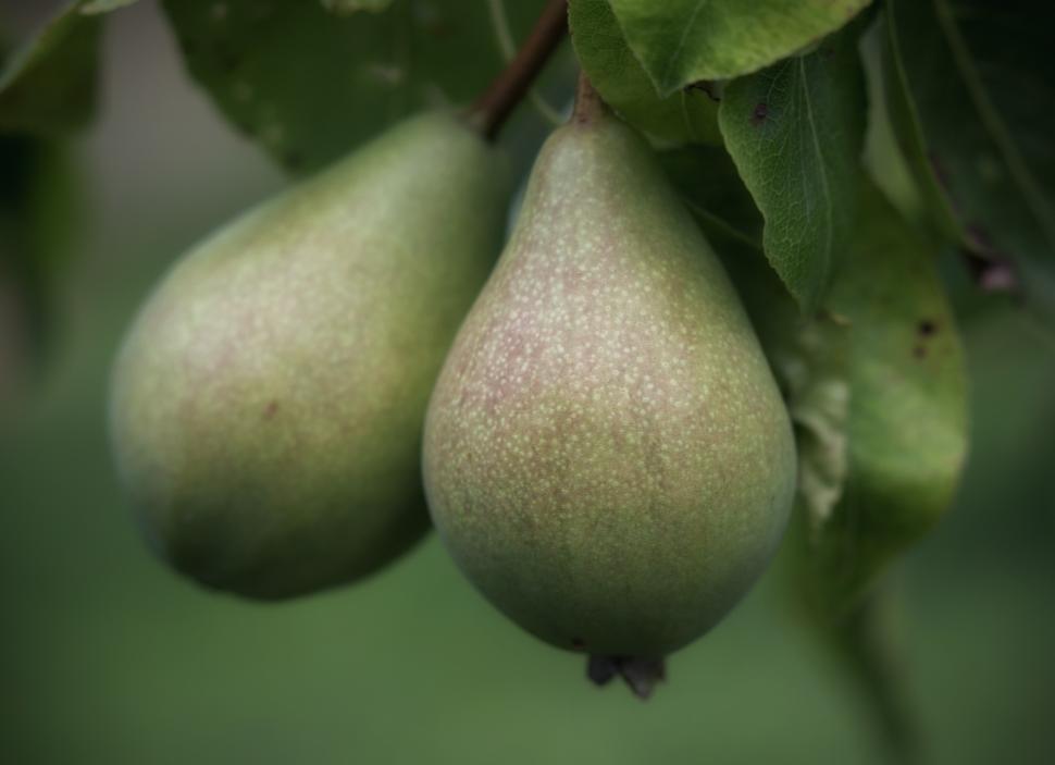 Free Image of Pears 