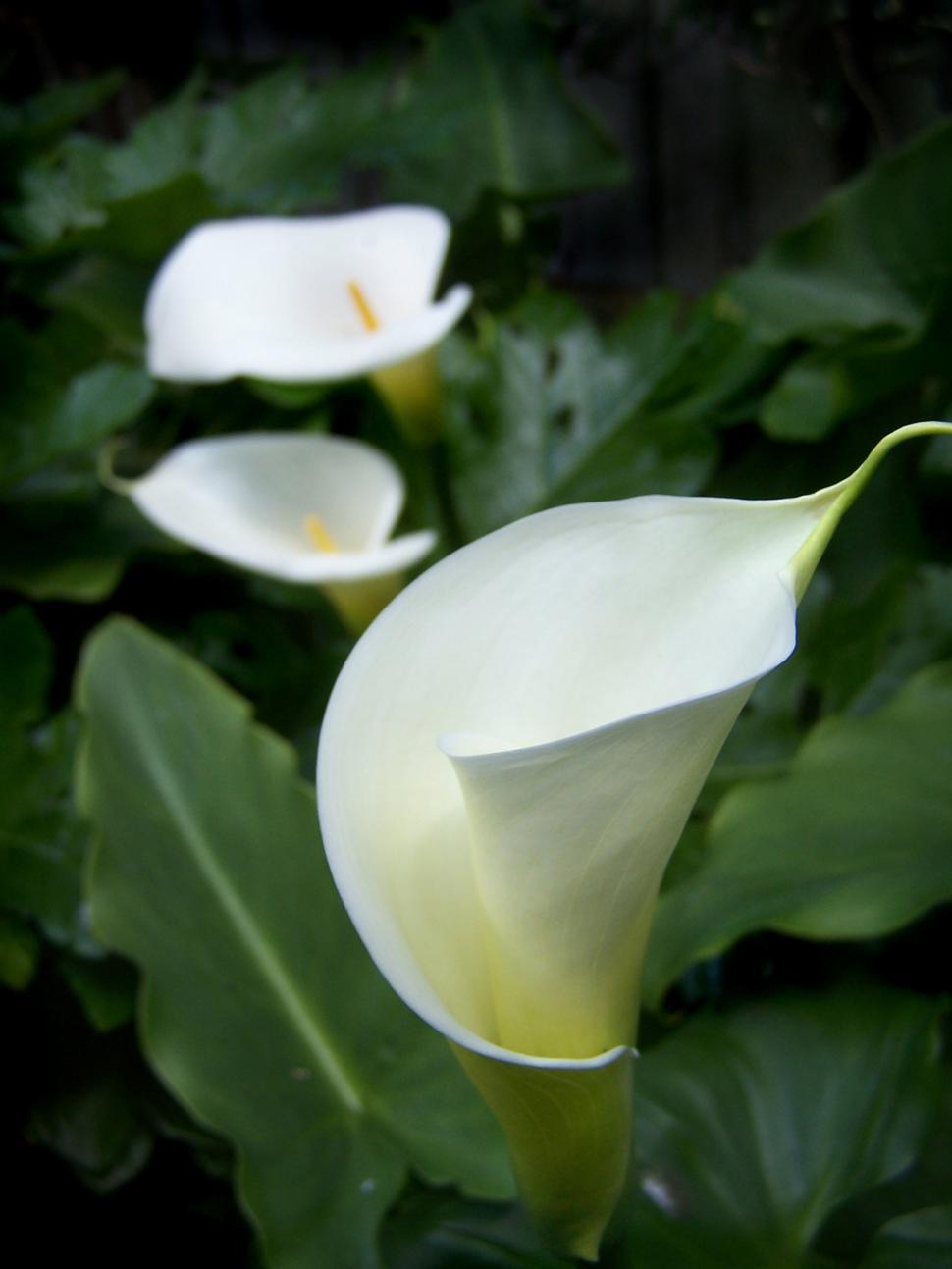 Free Image of Arum lily 