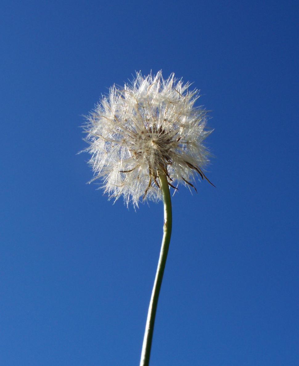 Free Image of Seeding Dandelion 