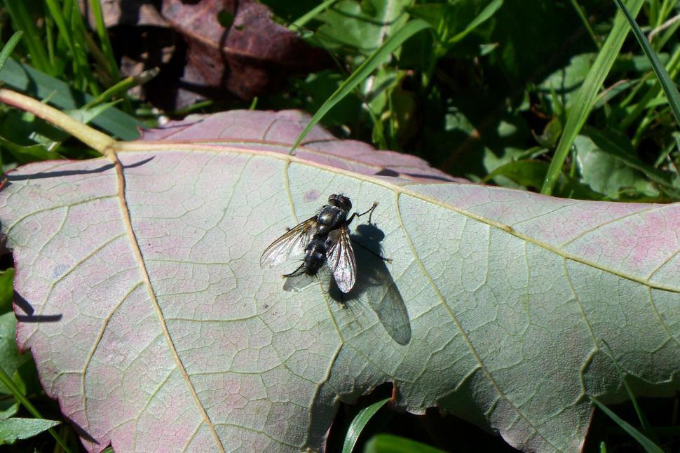 Free Image of Fly Leaf 