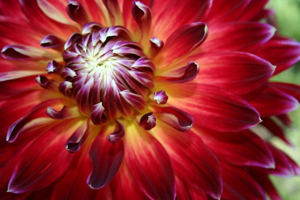Free Image of Red Dahlia 