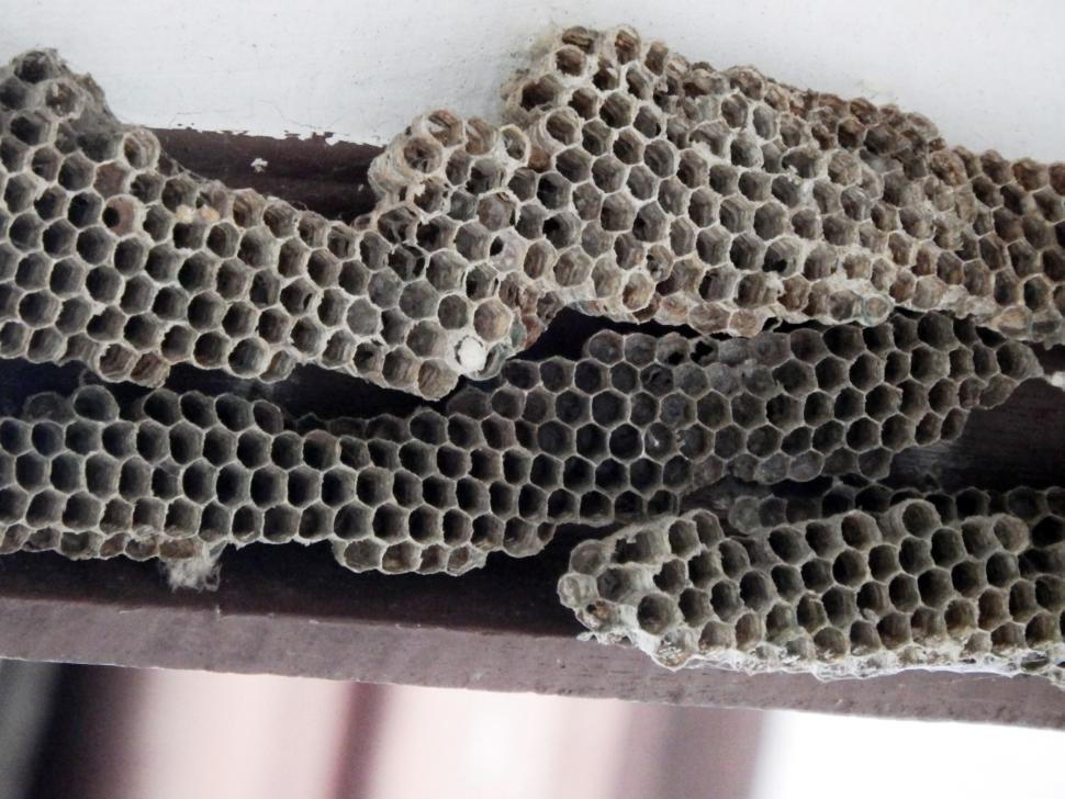 Free Image of Honeycombe / Bees Nest 