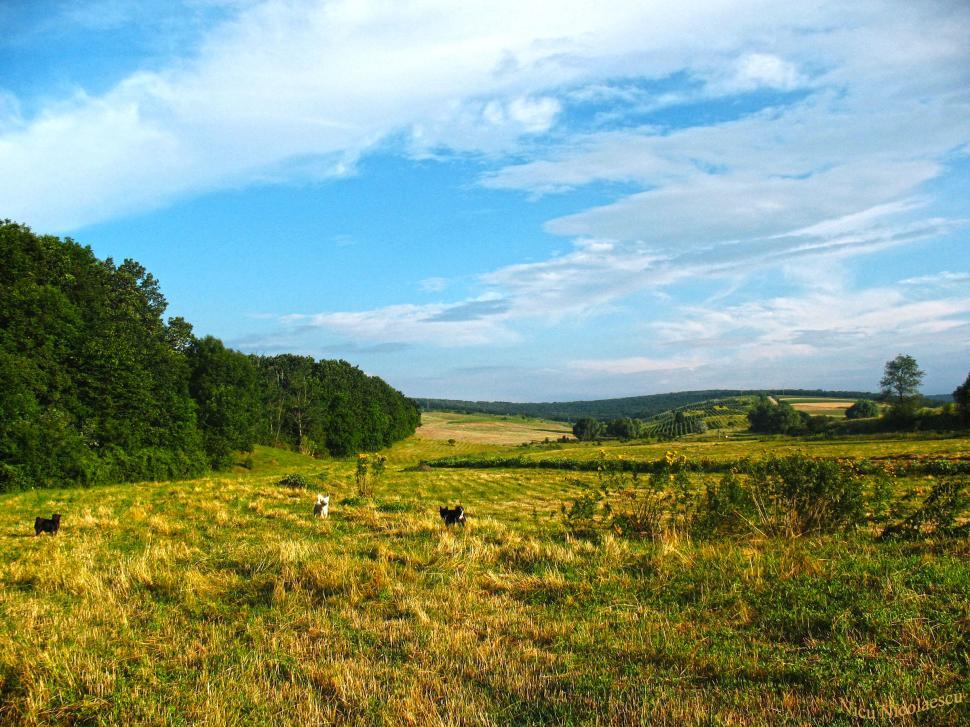Free Image of Edge of the forest 