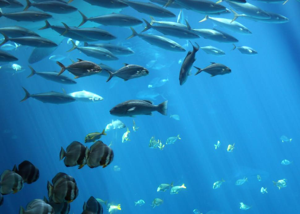 Free Image of Schools of tropical fish swimming under water 