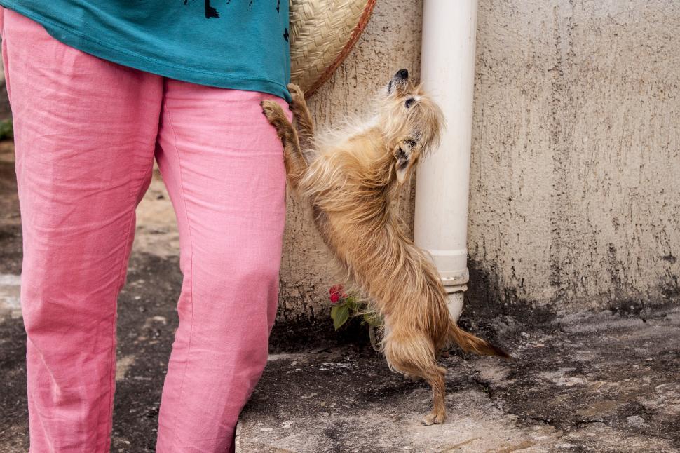 Free Image of Dog Begs 