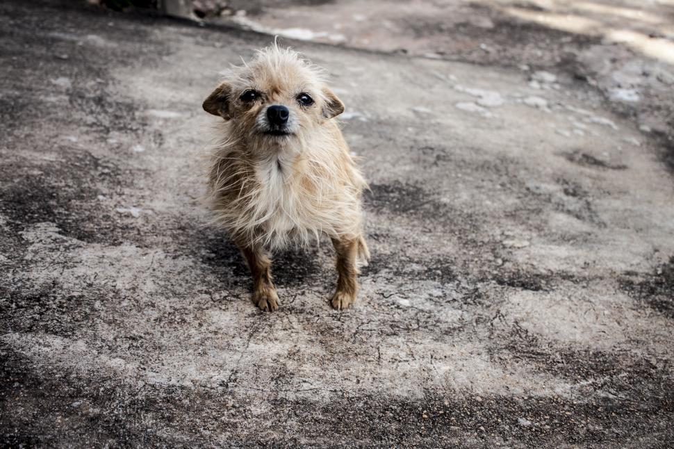 Free Image of Gritty Dog 