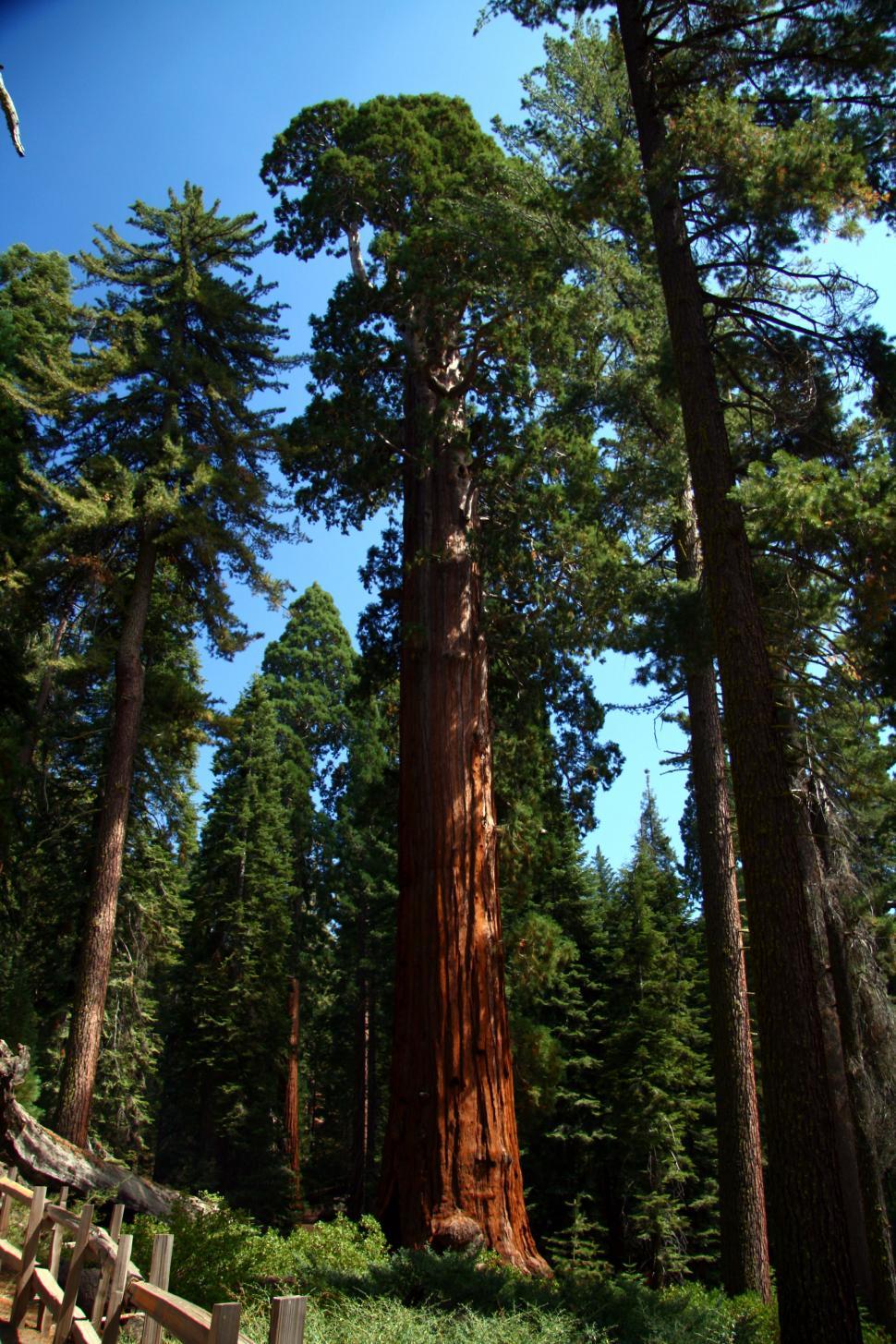 Free Image of Sequoia National Forest 