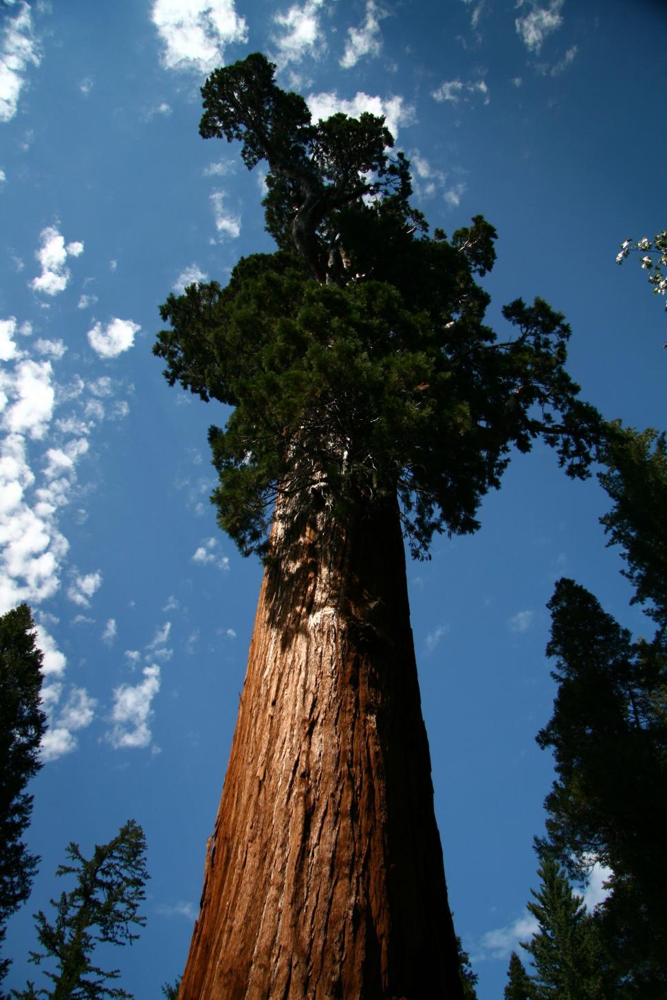 Free Image of Sequoia National Forest 