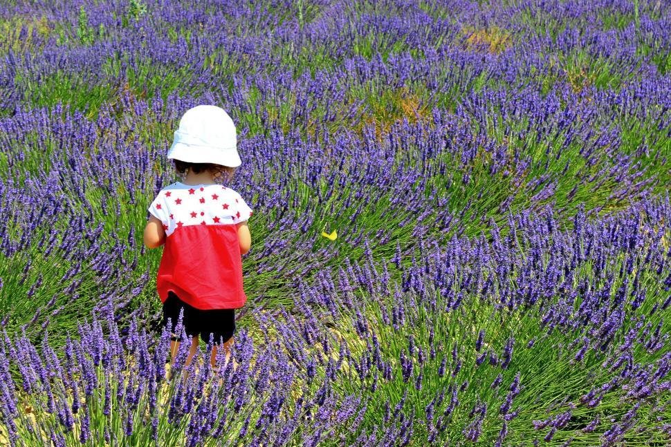 Free Image of Child chasing a yellow butterfly on a field of lavender in Prove 