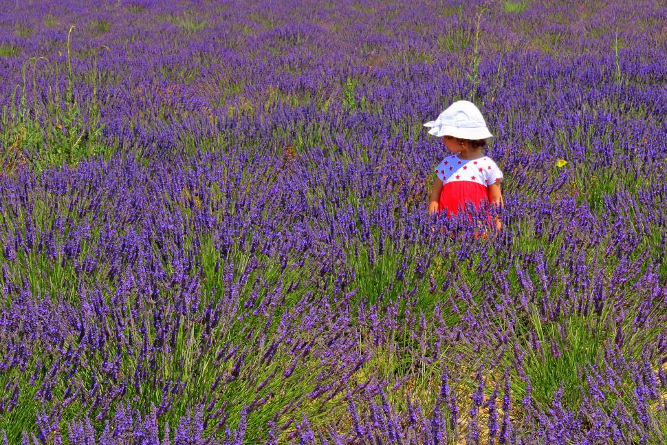 Free Image of Child wearing a hat on a lavender plantation in Provence, southe 