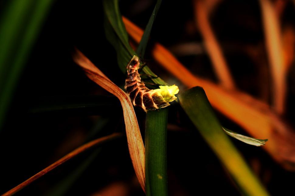 Free Image of European Glow Worm - Lampyris noctiluca 