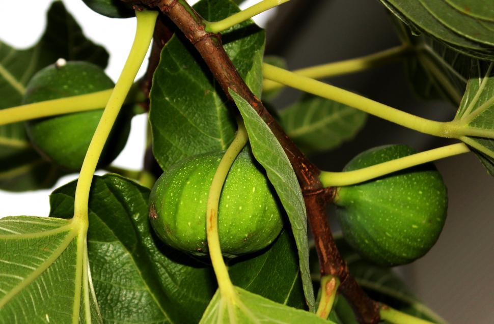 Free Image of Figs on the tree - Ficus carica 