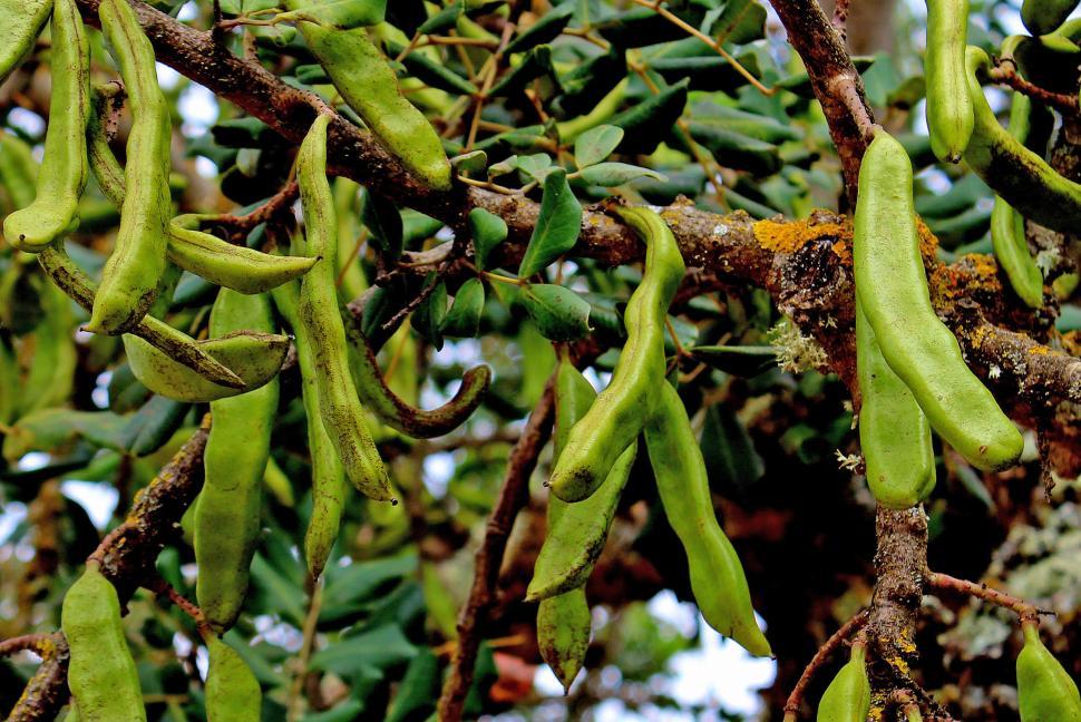 Free Image of Green Carob Tree seed pods on the tree 