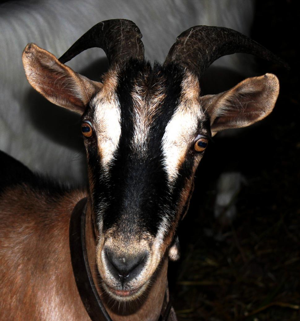 Free Image of Head of a goat 