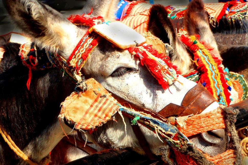 Free Image of Head of a colorful Mexican Mule 