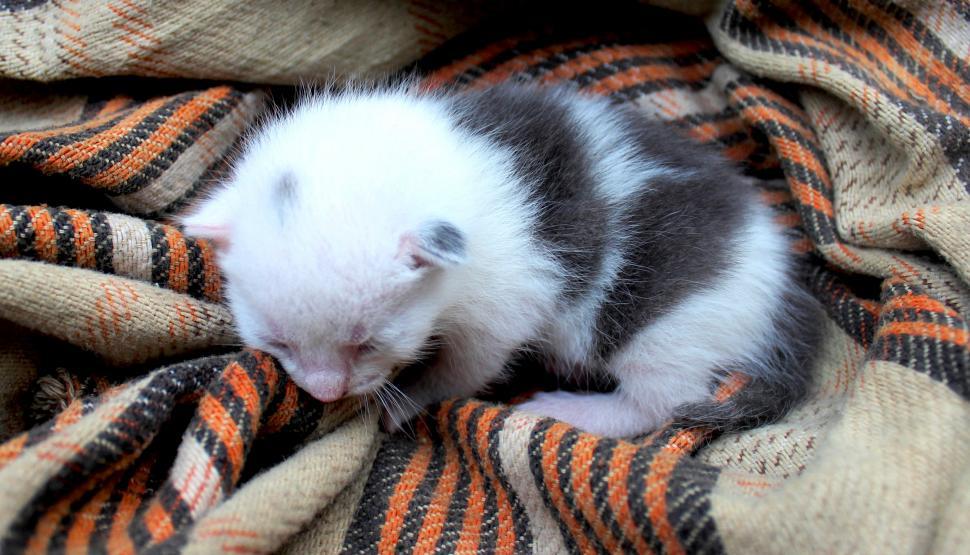 Free Image of Newborn kitten on rags 