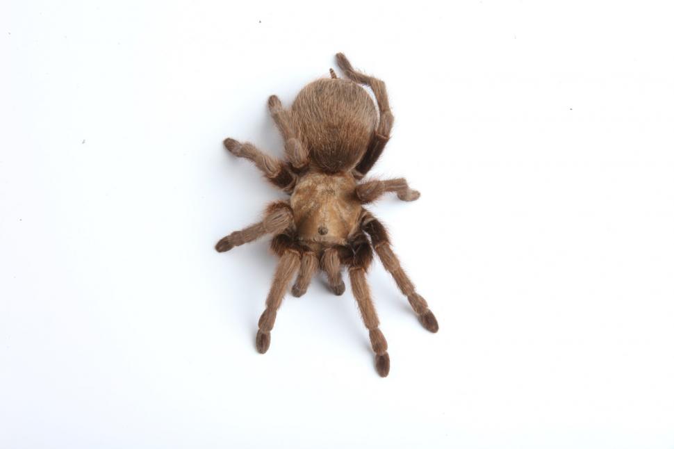 Free Image of Tarantula Spider isolated on white. 