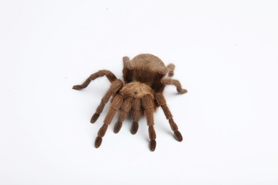 Free Image of Tarantula Spider isolated on white. 