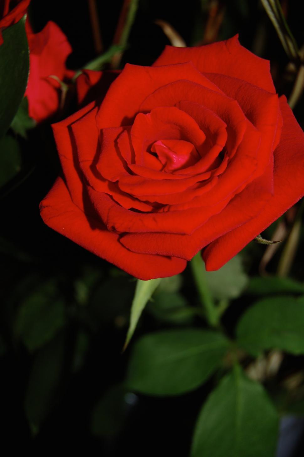 Free Image of Single red rose on green leaves background 