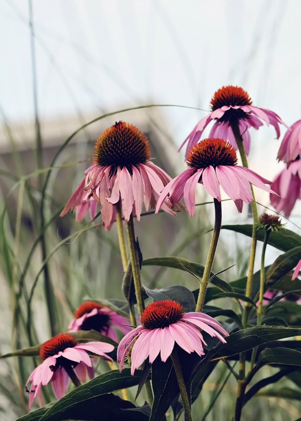 Free Image of Flowers 