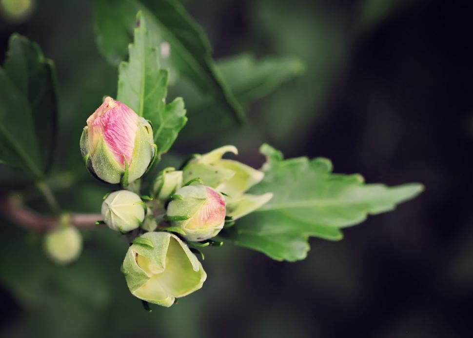 Free Image of Rose of Sharon 