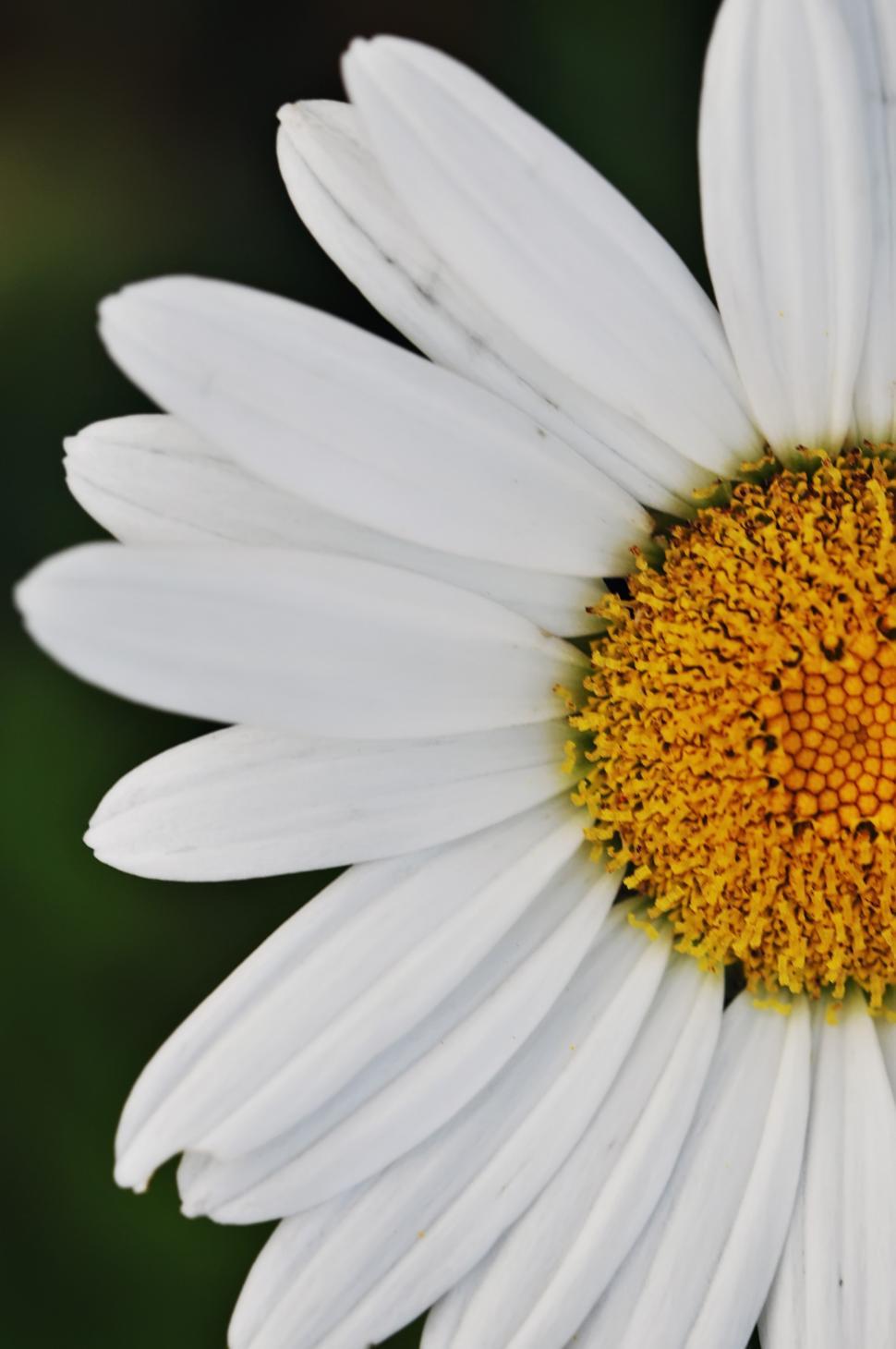 Free Image of Daisy 