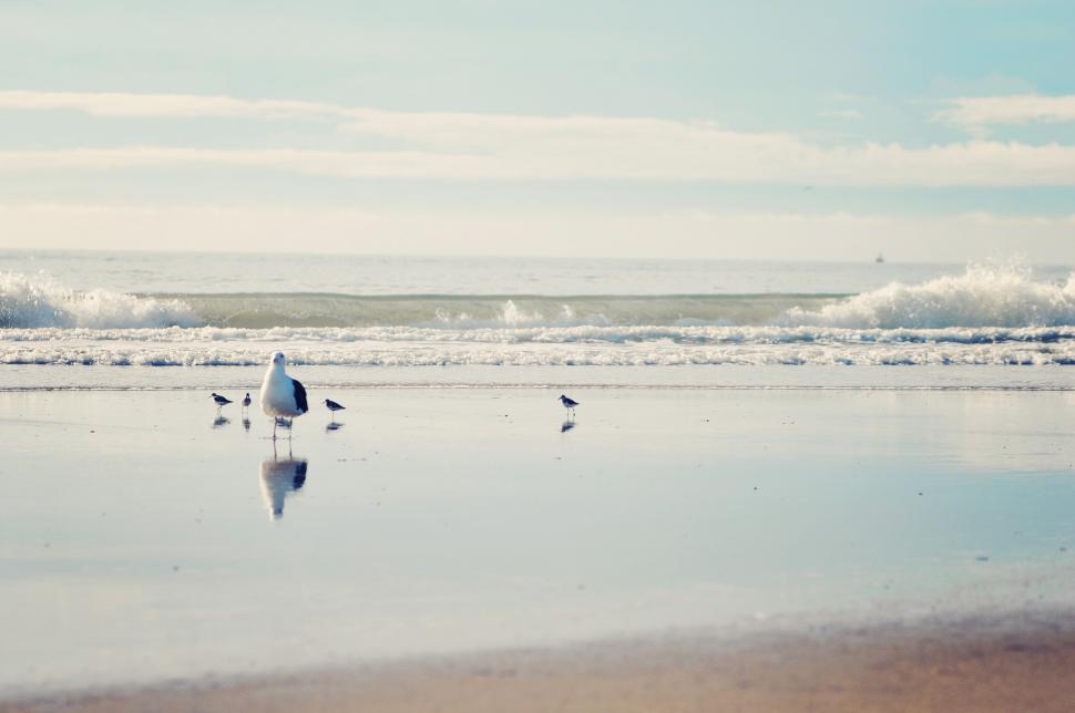 Free Image of Beach 