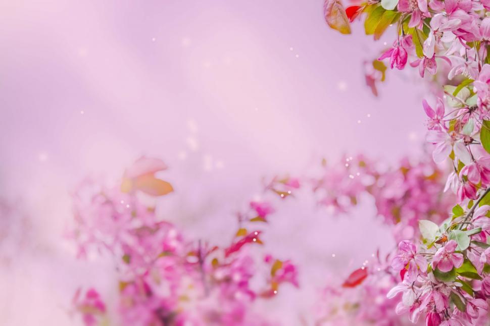 Free Image of Blossom 