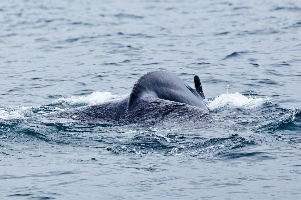Free Image of Whale 