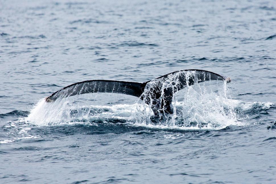 Free Image of Whale 