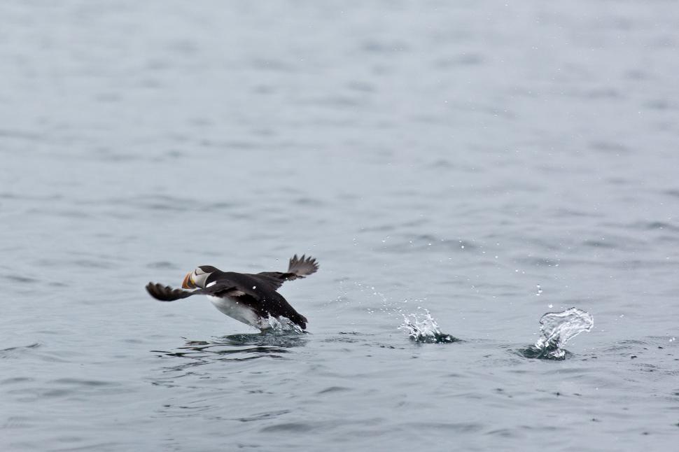 Free Image of Puffins 