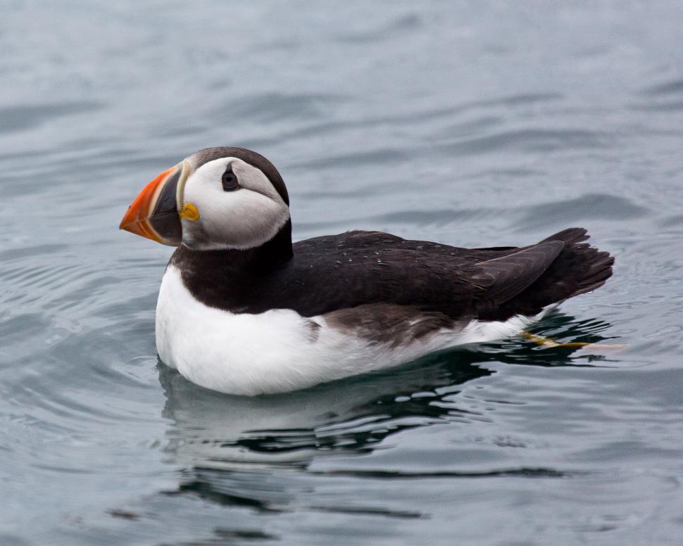 Free Image of Puffins 