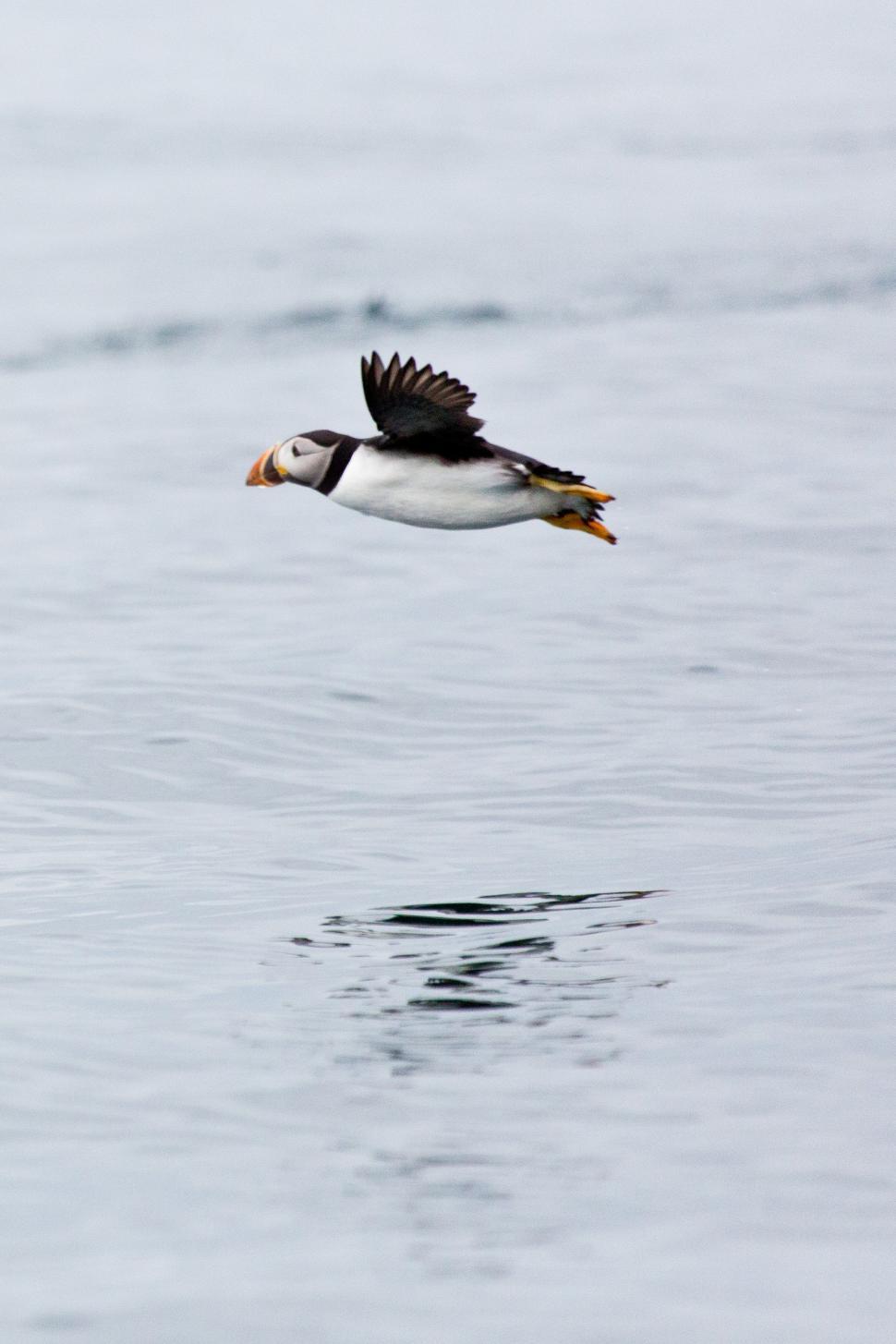 Free Image of Puffins 
