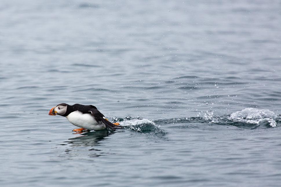 Free Image of Puffins 