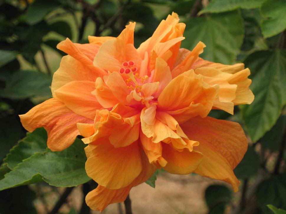 Free Image of Flower 