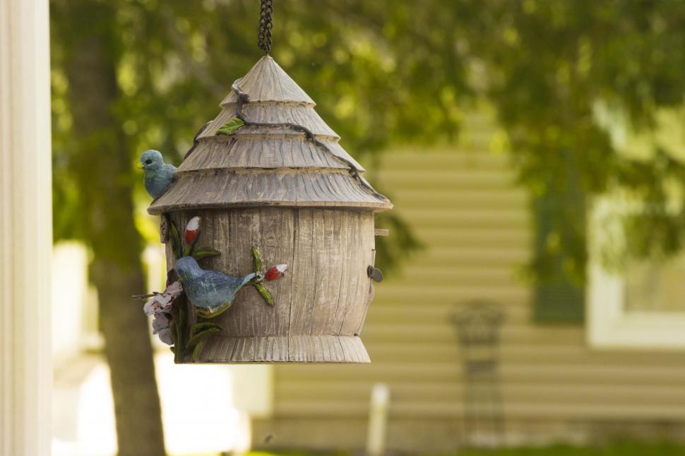 Free Image of Bird Feeding FrenzyBird Feeding Frenzy 