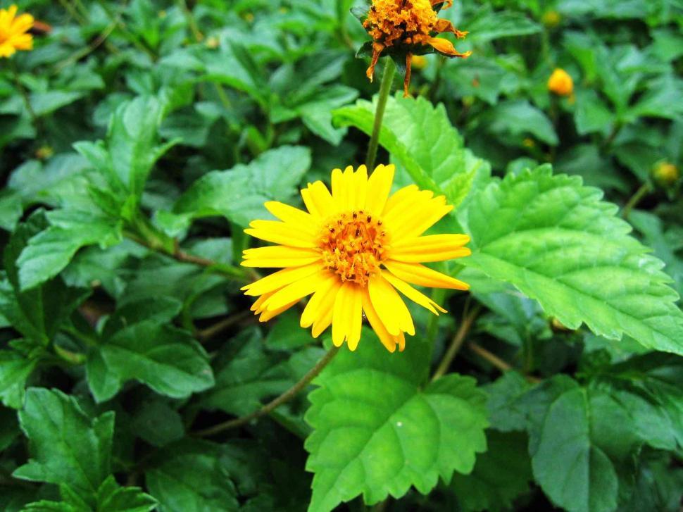 Free Image of Yellow flower 